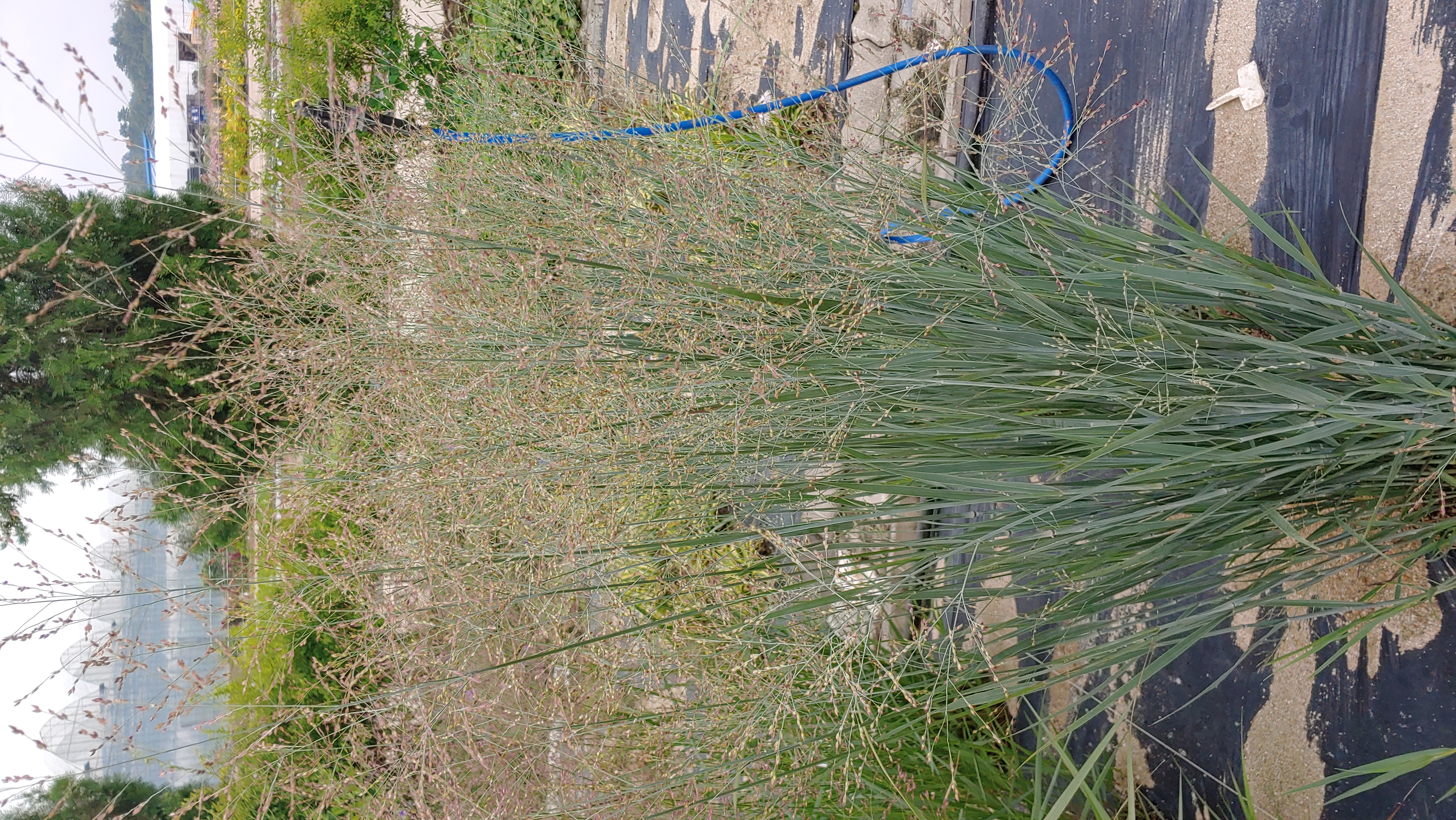Panicum virgatum 'Prairie Sky'
